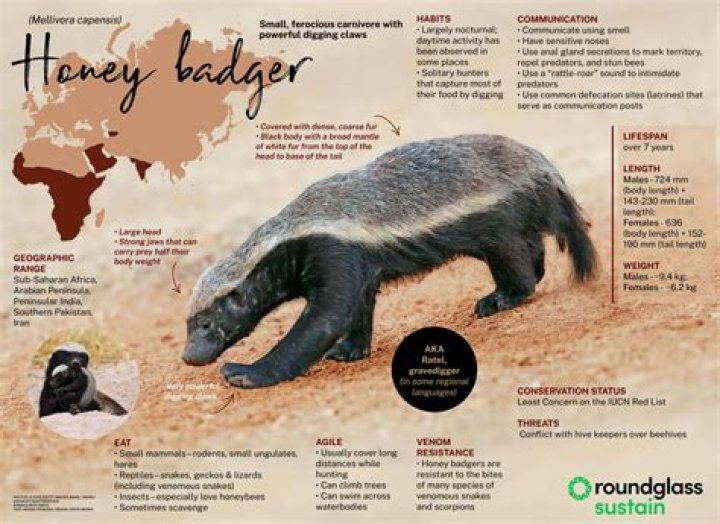 How Dangerous Are Badgers: Myths And Facts
