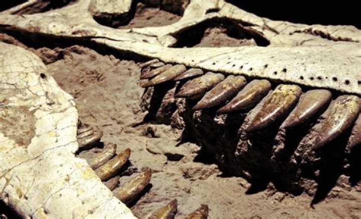 Unlock The Secrets Of ADHD T-Rex Arms: Discoveries And Insights Revealed