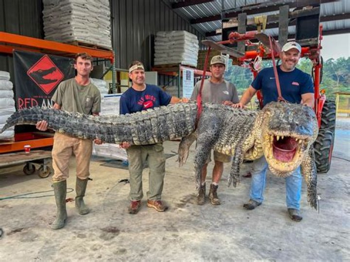 Unveiling The Truth Behind Gator Attacks: Uncover Hidden Insights